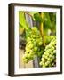 Grape Vines in Northern California Near Mendocino-Michael DeFreitas-Framed Photographic Print