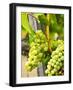 Grape Vines in Northern California Near Mendocino-Michael DeFreitas-Framed Photographic Print