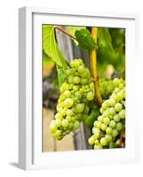 Grape Vines in Northern California Near Mendocino-Michael DeFreitas-Framed Photographic Print