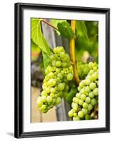 Grape Vines in Northern California Near Mendocino-Michael DeFreitas-Framed Photographic Print