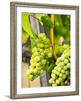 Grape Vines in Northern California Near Mendocino-Michael DeFreitas-Framed Photographic Print