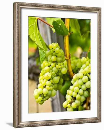 Grape Vines in Northern California Near Mendocino-Michael DeFreitas-Framed Photographic Print