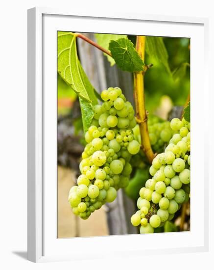 Grape Vines in Northern California Near Mendocino-Michael DeFreitas-Framed Photographic Print