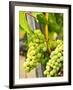 Grape Vines in Northern California Near Mendocino-Michael DeFreitas-Framed Photographic Print