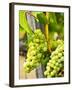 Grape Vines in Northern California Near Mendocino-Michael DeFreitas-Framed Photographic Print