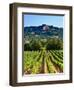 Grape Vines in Northern California Near Mendocino-Michael DeFreitas-Framed Photographic Print