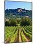 Grape Vines in Northern California Near Mendocino-Michael DeFreitas-Mounted Photographic Print