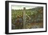 Grape Vines in Paso Robles-null-Framed Art Print