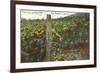 Grape Vines in Paso Robles-null-Framed Art Print