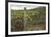 Grape Vines in Paso Robles-null-Framed Art Print