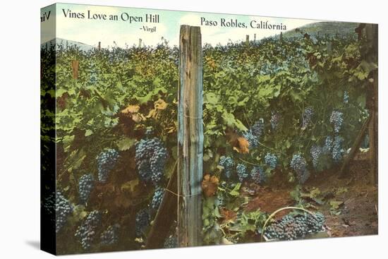 Grape Vines in Paso Robles-null-Stretched Canvas