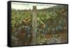 Grape Vines in Paso Robles-null-Framed Stretched Canvas