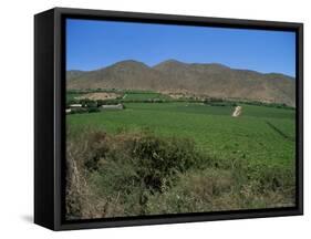 Grape Vines in the Valle De Elqui, Chile, South America-Aaron McCoy-Framed Stretched Canvas