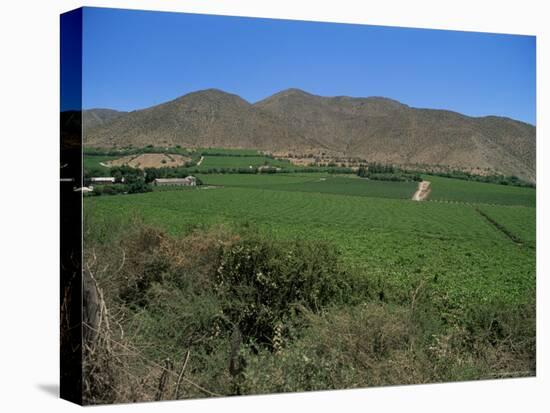 Grape Vines in the Valle De Elqui, Chile, South America-Aaron McCoy-Stretched Canvas