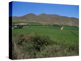 Grape Vines in the Valle De Elqui, Chile, South America-Aaron McCoy-Stretched Canvas