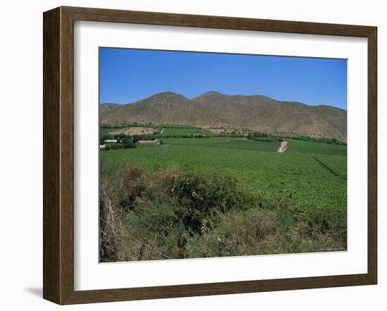 Grape Vines in the Valle De Elqui, Chile, South America-Aaron McCoy-Framed Photographic Print