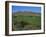 Grape Vines in the Valle De Elqui, Chile, South America-Aaron McCoy-Framed Photographic Print