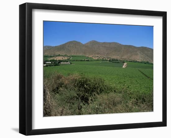 Grape Vines in the Valle De Elqui, Chile, South America-Aaron McCoy-Framed Photographic Print