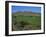 Grape Vines in the Valle De Elqui, Chile, South America-Aaron McCoy-Framed Photographic Print