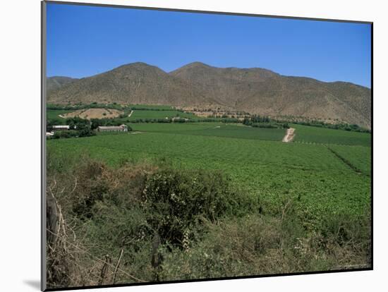 Grape Vines in the Valle De Elqui, Chile, South America-Aaron McCoy-Mounted Photographic Print