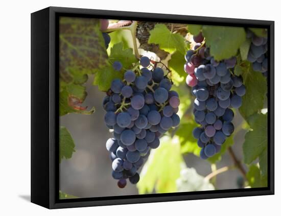 Grape Vines, Languedoc, France, Europe-Martin Child-Framed Stretched Canvas