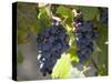 Grape Vines, Languedoc, France, Europe-Martin Child-Stretched Canvas