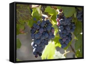 Grape Vines, Languedoc, France, Europe-Martin Child-Framed Stretched Canvas