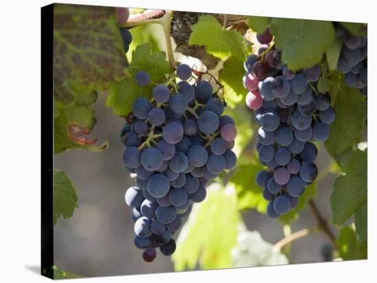 Grape Vines, Languedoc, France, Europe-Martin Child-Stretched Canvas