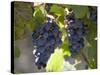 Grape Vines, Languedoc, France, Europe-Martin Child-Stretched Canvas