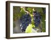 Grape Vines, Languedoc, France, Europe-Martin Child-Framed Photographic Print