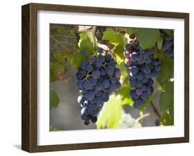 Grape Vines, Languedoc, France, Europe-Martin Child-Framed Photographic Print