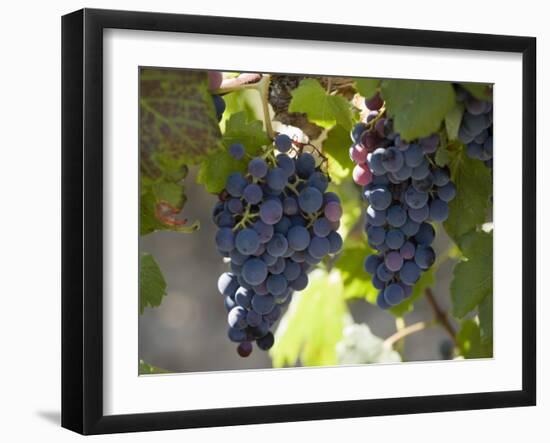 Grape Vines, Languedoc, France, Europe-Martin Child-Framed Photographic Print