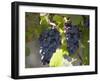 Grape Vines, Languedoc, France, Europe-Martin Child-Framed Photographic Print