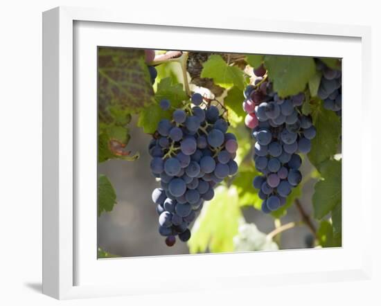 Grape Vines, Languedoc, France, Europe-Martin Child-Framed Photographic Print