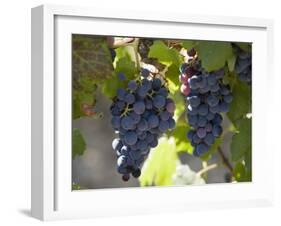 Grape Vines, Languedoc, France, Europe-Martin Child-Framed Photographic Print