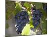Grape Vines, Languedoc, France, Europe-Martin Child-Mounted Photographic Print