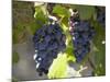 Grape Vines, Languedoc, France, Europe-Martin Child-Mounted Photographic Print