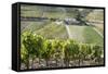 Grape Vines Ripening in the Sun at a Vineyard in the Alto Douro, Portugal, Europe-Alex Treadway-Framed Stretched Canvas