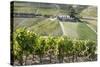 Grape Vines Ripening in the Sun at a Vineyard in the Alto Douro, Portugal, Europe-Alex Treadway-Stretched Canvas