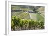 Grape Vines Ripening in the Sun at a Vineyard in the Alto Douro, Portugal, Europe-Alex Treadway-Framed Photographic Print