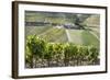 Grape Vines Ripening in the Sun at a Vineyard in the Alto Douro, Portugal, Europe-Alex Treadway-Framed Photographic Print