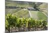 Grape Vines Ripening in the Sun at a Vineyard in the Alto Douro, Portugal, Europe-Alex Treadway-Mounted Photographic Print