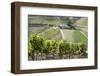 Grape Vines Ripening in the Sun at a Vineyard in the Alto Douro, Portugal, Europe-Alex Treadway-Framed Photographic Print