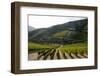 Grape Vines Ripening in the Sun at a Vineyard in the Alto Douro Region, Portugal, Europe-Alex Treadway-Framed Photographic Print