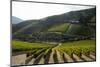 Grape Vines Ripening in the Sun at a Vineyard in the Alto Douro Region, Portugal, Europe-Alex Treadway-Mounted Photographic Print