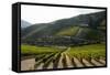 Grape Vines Ripening in the Sun at a Vineyard in the Alto Douro Region, Portugal, Europe-Alex Treadway-Framed Stretched Canvas