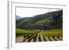 Grape Vines Ripening in the Sun at a Vineyard in the Alto Douro Region, Portugal, Europe-Alex Treadway-Framed Photographic Print