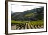 Grape Vines Ripening in the Sun at a Vineyard in the Alto Douro Region, Portugal, Europe-Alex Treadway-Framed Photographic Print