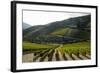 Grape Vines Ripening in the Sun at a Vineyard in the Alto Douro Region, Portugal, Europe-Alex Treadway-Framed Photographic Print