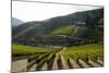 Grape Vines Ripening in the Sun at a Vineyard in the Alto Douro Region, Portugal, Europe-Alex Treadway-Mounted Photographic Print